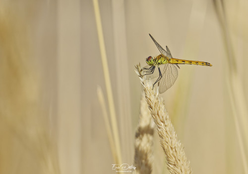 sympetrum depressiusculum   sympetrum deprime femelle 16 dxo