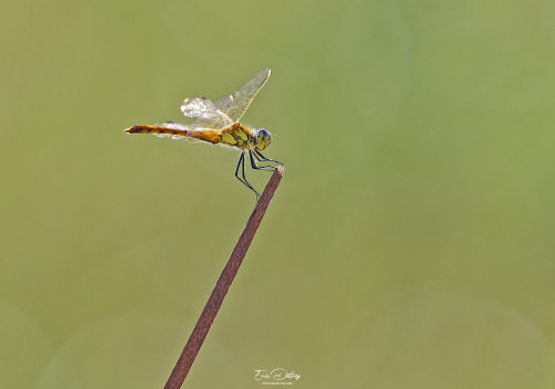 sympetrum depressiusculum   sympetrum deprime male 11 dxo