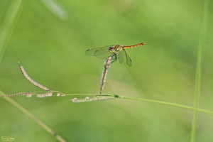 sympetrum depressiusculum sympetrum deprime male 15 dxo sympetrum depressiusculum sympetrum deprime male 15 dxo