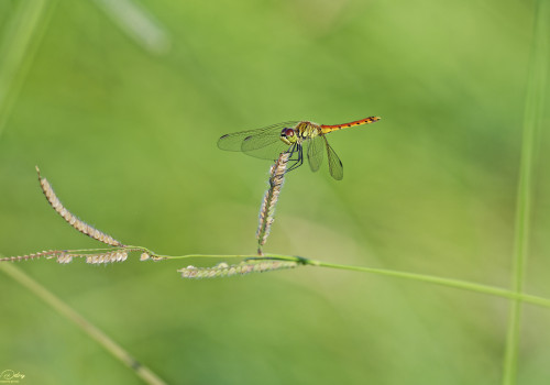 sympetrum depressiusculum   sympetrum deprime male 15 dxo