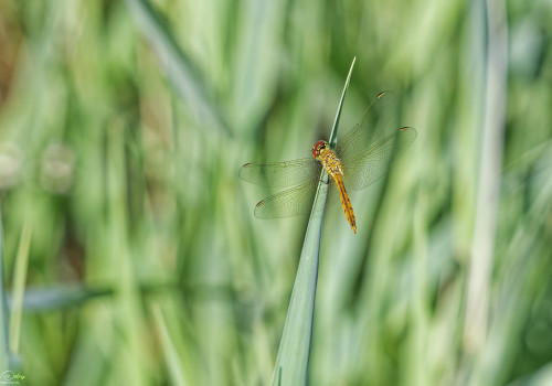 sympetrum depressiusculum   sympetrum deprime male 17 dxo
