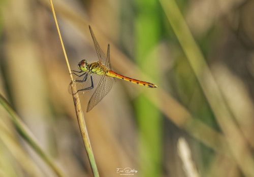 sympetrum depressiusculum   sympetrum deprime male 19 dxo
