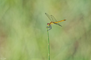 sympetrum depressiusculum sympetrum deprime male 19 dxo sympetrum depressiusculum sympetrum deprime male 19 dxo