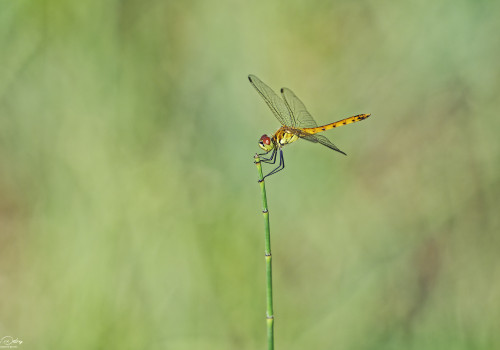 sympetrum depressiusculum   sympetrum deprime male 19 dxo