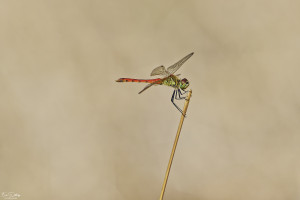 sympetrum depressiusculum sympetrum deprime male 25 dxo sympetrum depressiusculum sympetrum deprime male 25 dxo