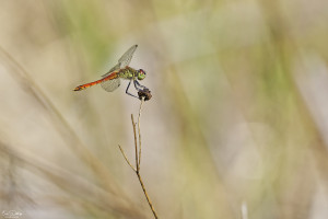 sympetrum depressiusculum sympetrum deprime male 30 dxo sympetrum depressiusculum sympetrum deprime male 30 dxo