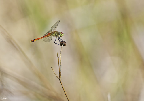 sympetrum depressiusculum   sympetrum deprime male 30 dxo