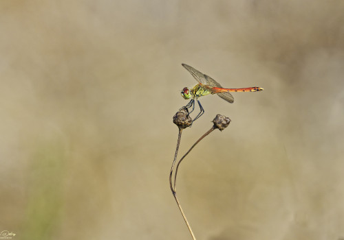 sympetrum depressiusculum   sympetrum deprime male 31 dxo