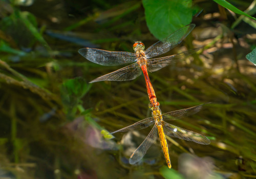 sympetrum depressiusculum sympetrum deprime tandem sympetrum depressiusculum sympetrum deprime tandem