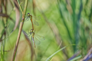 sympetrum depressiusculum sympetrum deprime tandem 10 dxo sympetrum depressiusculum sympetrum deprime tandem 10 dxo