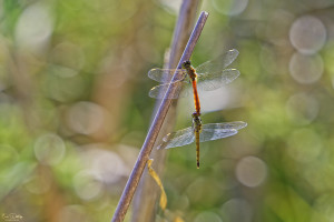 sympetrum depressiusculum sympetrum deprime tandem 10 dxo sympetrum depressiusculum sympetrum deprime tandem 10 dxo