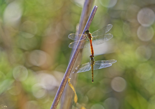 sympetrum depressiusculum   sympetrum deprime tandem 10 dxo