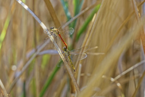 sympetrum depressiusculum sympetrum deprime tandem 11 dxo sympetrum depressiusculum sympetrum deprime tandem 11 dxo