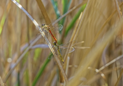 sympetrum depressiusculum   sympetrum deprime tandem 11 dxo