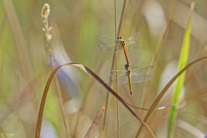 sympetrum depressiusculum sympetrum deprime tandem 12 dxo sympetrum depressiusculum sympetrum deprime tandem 12 dxo