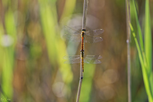 sympetrum depressiusculum sympetrum deprime tandem 14 dxo sympetrum depressiusculum sympetrum deprime tandem 14 dxo