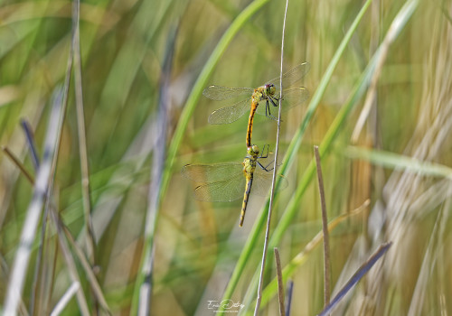 sympetrum depressiusculum   sympetrum deprime tandem 20 dxo
