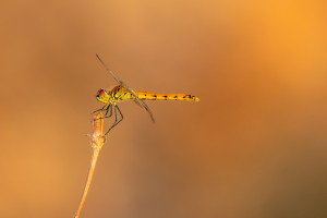 sympetrum depressiusculum sympetrum deprime femelle sympetrum depressiusculum sympetrum deprime femelle