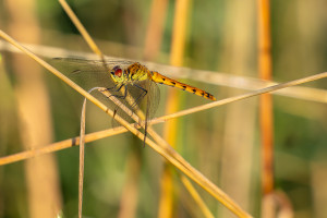 sympetrum depressiusculum sympetrum deprime femelle sympetrum depressiusculum sympetrum deprime femelle