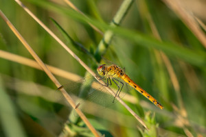 sympetrum depressiusculum sympetrum deprime femelle sympetrum depressiusculum sympetrum deprime femelle
