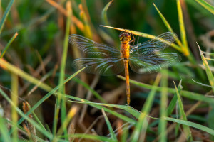 sympetrum depressiusculum sympetrum deprime male sympetrum depressiusculum sympetrum deprime male