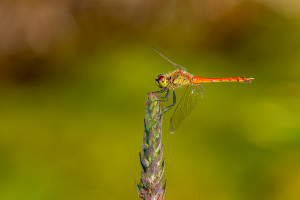 sympetrum depressiusculum sympetrum deprime male sympetrum depressiusculum sympetrum deprime male