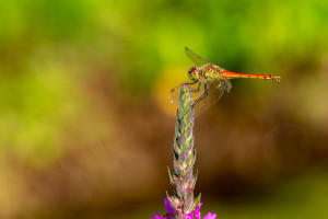 sympetrum depressiusculum sympetrum deprime male sympetrum depressiusculum sympetrum deprime male