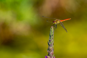 sympetrum depressiusculum sympetrum deprime male sympetrum depressiusculum sympetrum deprime male