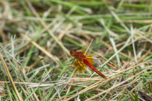 sympetrum flaveolum sympetrum jaune d or male 10 sympetrum flaveolum sympetrum jaune d or male 10