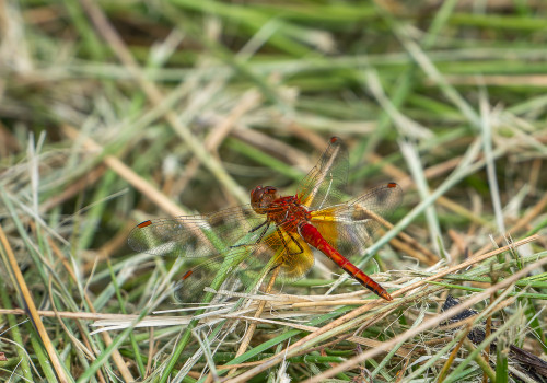 sympetrum flaveolum sympetrum jaune d or male 10 sympetrum flaveolum sympetrum jaune d or male 10