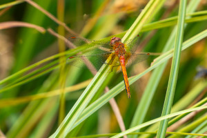 sympetrum flaveolum sympetrum jaune d or male sympetrum flaveolum sympetrum jaune d or male