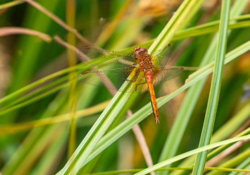 sympetrum flaveolum sympetrum jaune d or male sympetrum flaveolum sympetrum jaune d or male