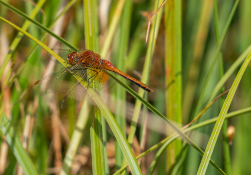 sympetrum flaveolum sympetrum jaune d or male sympetrum flaveolum sympetrum jaune d or male