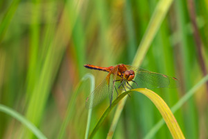 sympetrum flaveolum sympetrum jaune d or male sympetrum flaveolum sympetrum jaune d or male