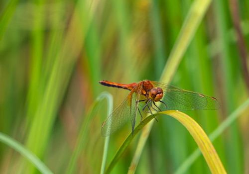 sympetrum flaveolum sympetrum jaune d or male sympetrum flaveolum sympetrum jaune d or male