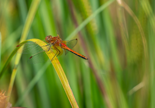 sympetrum flaveolum sympetrum jaune d or male sympetrum flaveolum sympetrum jaune d or male
