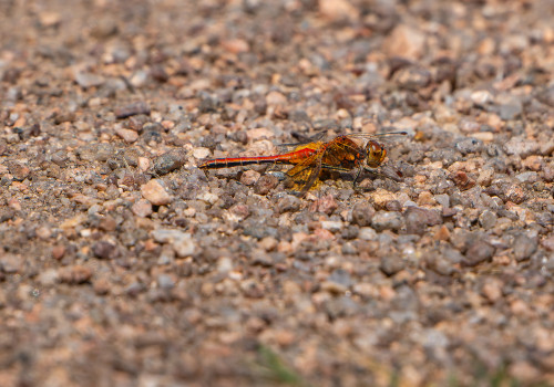 sympetrum flaveolum sympetrum jaune d or male sympetrum flaveolum sympetrum jaune d or male