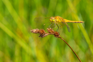 sympetrum flaveolum le sympetrum jaune d or femelle sympetrum flaveolum le sympetrum jaune d or femelle