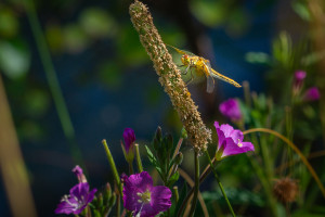 sympetrum flaveolum le sympetrum jaune d or femelle sympetrum flaveolum le sympetrum jaune d or femelle