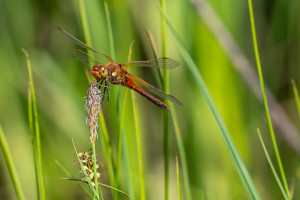 sympetrum flaveolum le sympetrum jaune d or male sympetrum flaveolum le sympetrum jaune d or male