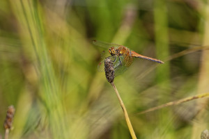 sympetrum flaveolum le sympetrum jaune d or male dxo sympetrum flaveolum le sympetrum jaune d or male dxo