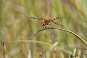 sympetrum flaveolum le sympetrum jaune d or male dxo sympetrum flaveolum le sympetrum jaune d or male dxo