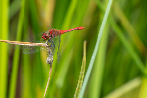sympetrum sanguineum sympetrum rouge sang male sympetrum sanguineum sympetrum rouge sang male