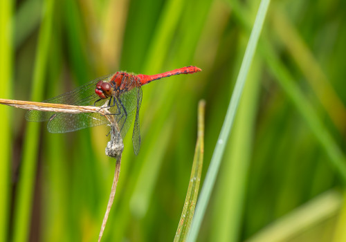 sympetrum sanguineum sympetrum rouge sang male sympetrum sanguineum sympetrum rouge sang male