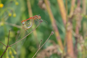 sympetrum fonscolombii le sympetrum a nervures rouges couple sympetrum fonscolombii le sympetrum a nervures rouges couple
