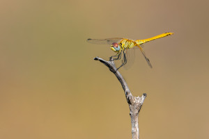 sympetrum fonscolombii le sympetrum a nervures rouges femelle sympetrum fonscolombii le sympetrum a nervures rouges femelle