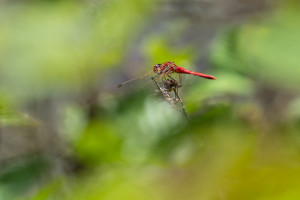 sympetrum fonscolombii le sympetrum a nervures rouges male sympetrum fonscolombii le sympetrum a nervures rouges male