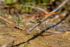 sympetrum fonscolombii le sympetrum a nervures rouges male sympetrum fonscolombii le sympetrum a nervures rouges male