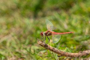 sympetrum fonscolombii le sympetrum a nervures rouges male sympetrum fonscolombii le sympetrum a nervures rouges male