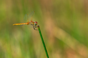 sympetrum fonscolombii le sympetrum a nervures rouges male sympetrum fonscolombii le sympetrum a nervures rouges male